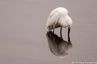 Egretta thula