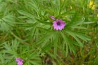 Geranium carolinianum