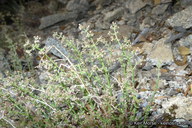 Galium angustifolium ssp. nudicaule