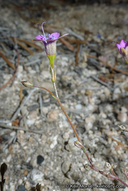 Gilia ochroleuca ssp. vivida