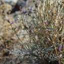 Astragalus casei