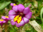 Slender-stemmed Monkey Flower