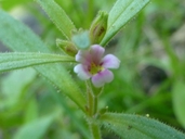 Monkey Flower