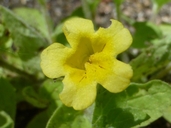 Monkey Flower