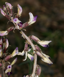 Astragalus funereus