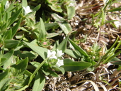 Richardia triococca ssp. tetracocca