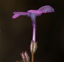 Gilia cana ssp. speciosa