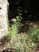 Verbesina longifolia