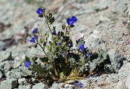 Phacelia nashiana