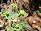 Euphorbia brachycera