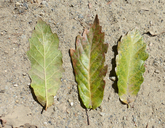 Quercus laeta