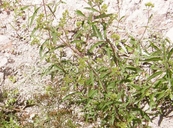 Stevia salicifolia var. salicifolia