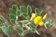 Acmispon wrangelianus