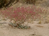 Eriogonum thurberi