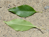 Prunus brachybotrya