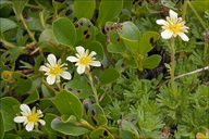 Saxifraga exarata ssp. carniolica