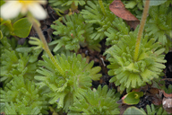 Saxifraga exarata ssp. carniolica
