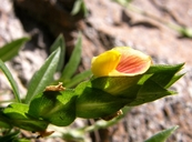 Zornia reticulata