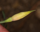 Eschscholzia lemmonii ssp. kernensis