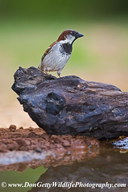 Passer domesticus