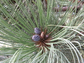 Engelmann's Pine