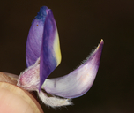 Lupinus albifrons var. austromontanus