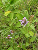 Prunella vulgaris