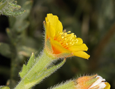 Mentzelia veatchiana