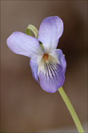 Viola pyrenaica