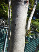 Cunonia capensis