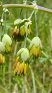 Thalictrum fendleri var. polycarpum