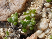 Eriophyllum mohavense