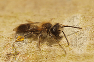 Andrena praecox