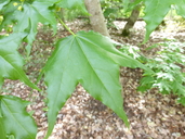 Acer pictum ssp. mono