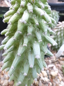 Euphorbia neoreflexa
