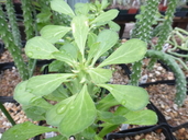 Euphorbia renneyi