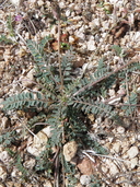 Astragalus nothoxys