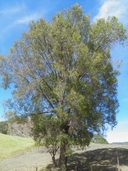 Quercus viminea