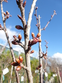 Prunus campanulata