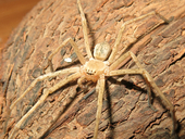 Rambod Javan Huntsman Spider