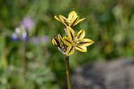 Triteleia ixioides ssp. unifolia