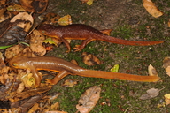 Taricha torosa