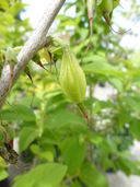 Halesia monticola