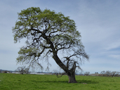 Quercus lobata