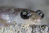 Aneides lugubris