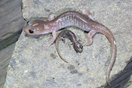 Aneides lugubris