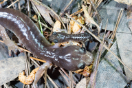 Aneides lugubris