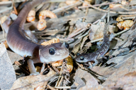 Aneides lugubris