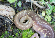 Aneides lugubris