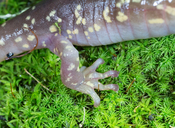 Aneides lugubris